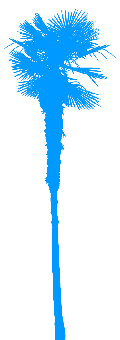 Palm Tree